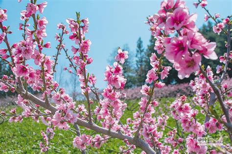 桃花樹|桃樹